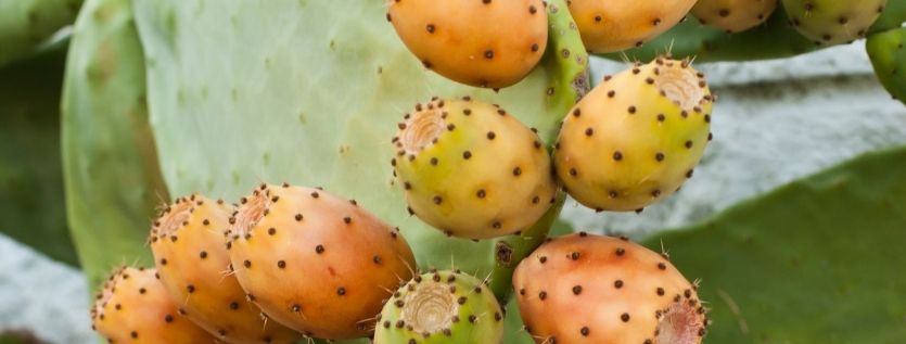 opuntia 